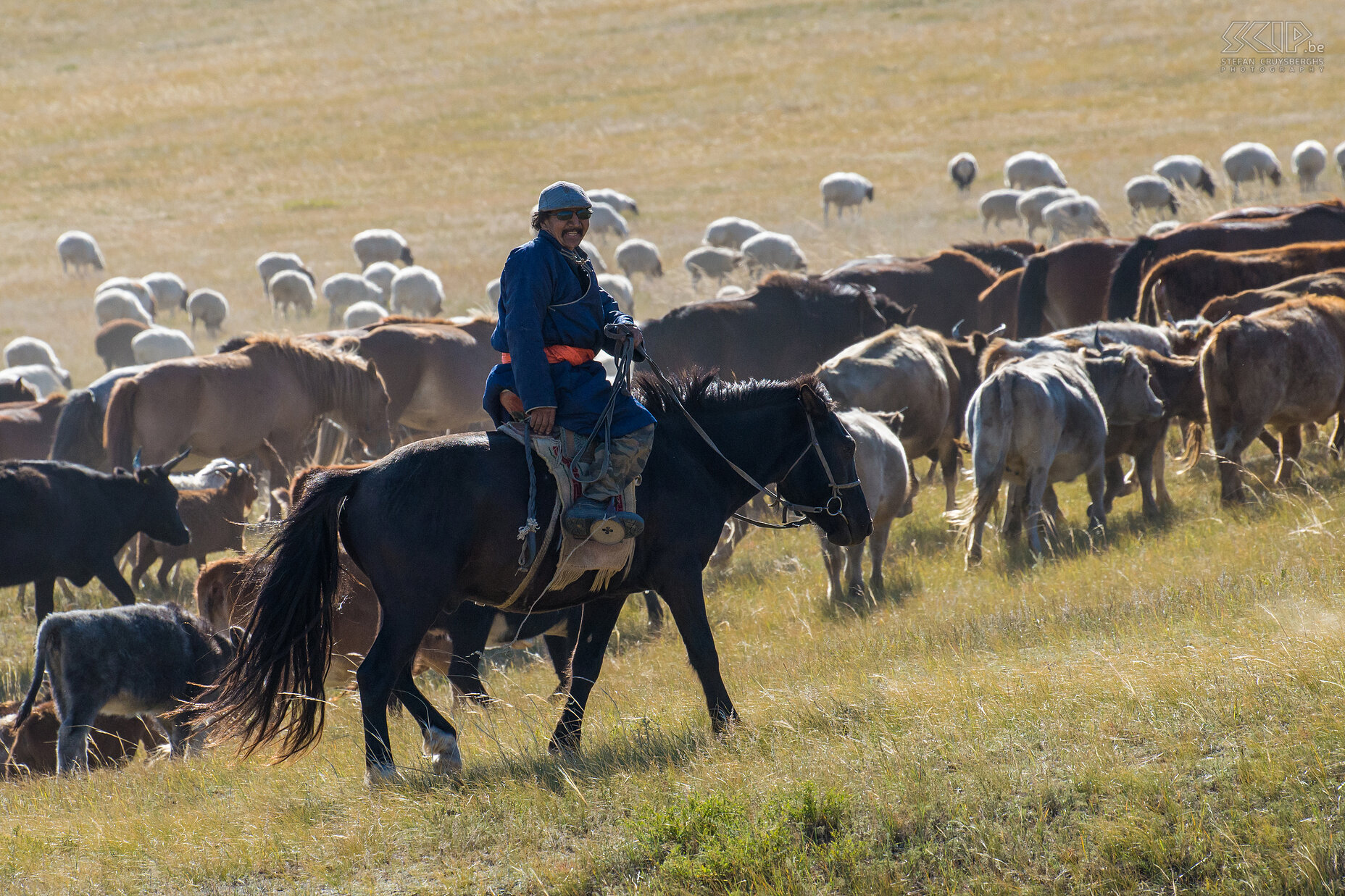 Hustai - Nomaden met kuddes We ontmoetten ook enkele Mongoolse nomaden die hun grote kuddes van paarden, koeien en schapen aan het verplaatsen waren naar het winter kamp. Na de zomer breken ze hun gers (traditionele Mongoolse tenten) op en verhuizen alle dieren naar een andere plaats waar ze de lange koude winter kunnen doorbrengen. Stefan Cruysberghs